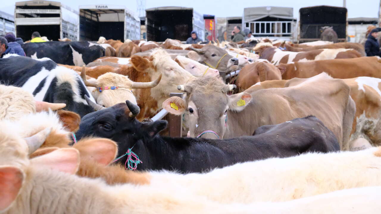 Türkiye’nin en büyük hayvan pazarında kurbanlık hareketliliği başladı 7